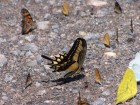 Papilio lamarchei