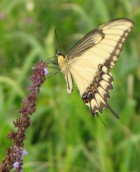 Papilio astyalus