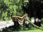 Papilio thoas