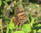 Hypanartia bella