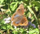 Junonia genoveva