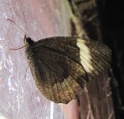 Pedaliodes palaepolis