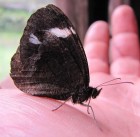 Pedaliodes palaepolis