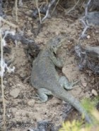 Liolaemus fitzingerii