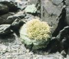 Moschopsis rosulata