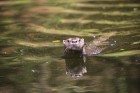 Lontra longicaudis