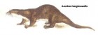 Lontra longicaudis