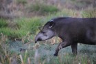 Tapirus terrestris
