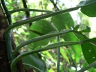 Philodendron obliquifolium