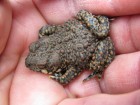 Rhinella rubropunctata