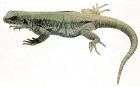 Phymaturus zapalensis