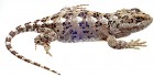 Diplolaemus sexcinctus
