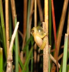 Dendropsophus nanus