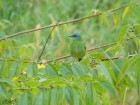 Dacnis cayana