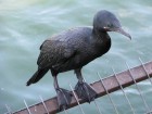Phalacrocorax brasilianus