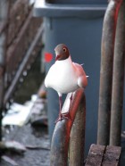 Chroicocephalus maculipennis