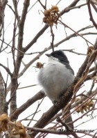 Microspingus melanoleucus