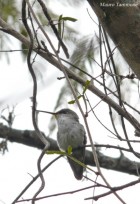 Elliotomyia chionogaster