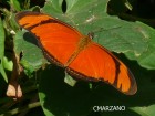 Dryas iulia