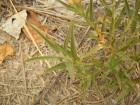 Asclepias mellodora