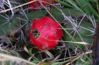 Harrisia pomanensis