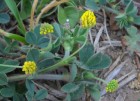 Medicago lupulina