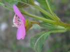 Oenothera rosea