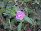 Oenothera rosea