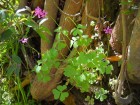 Oxalis articulata