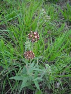 Oxypetalum arnottianum