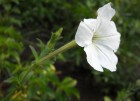 Petunia axillaris