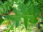 Sonchus asper