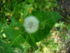 Sonchus asper