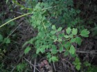 Thalictrum decipiens