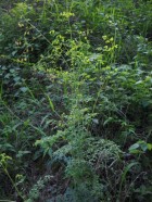 Thalictrum decipiens