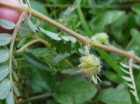 Tribulus terrestris