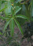 Passiflora caerulea