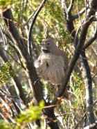 Pseudoseisura gutturalis