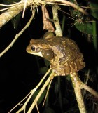 Trachycephalus typhonius