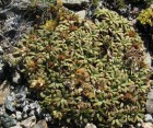 Oreopolus glacialis