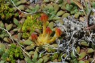 Oreopolus glacialis