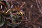 Luzula racemosa