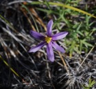 Solenomelus segethii