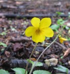 Viola magellanica