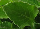 Viola reichei