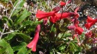 Ourisia ruelloides