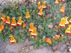 Calceolaria uniflora