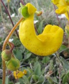 Calceolaria polyrrhiza