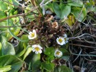Euphrasia meiantha