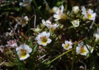 Euphrasia meiantha
